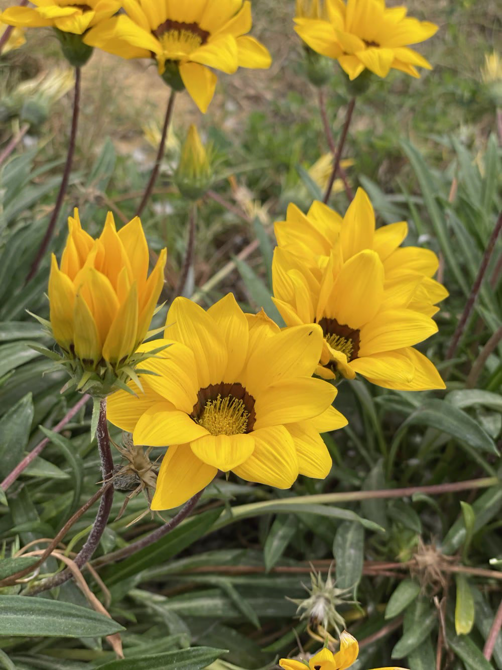 🌻💛💛













#fabruary #natural #meditation #clear #white #sun #explore #nature #follow #romantic #beautiful #travel #adventure #sunflower #amazing #art #instagram #instagood #love  #fantasy #live #earth  #فوتوغرافي #follow #yellow #spring  #egypt #bloom #life