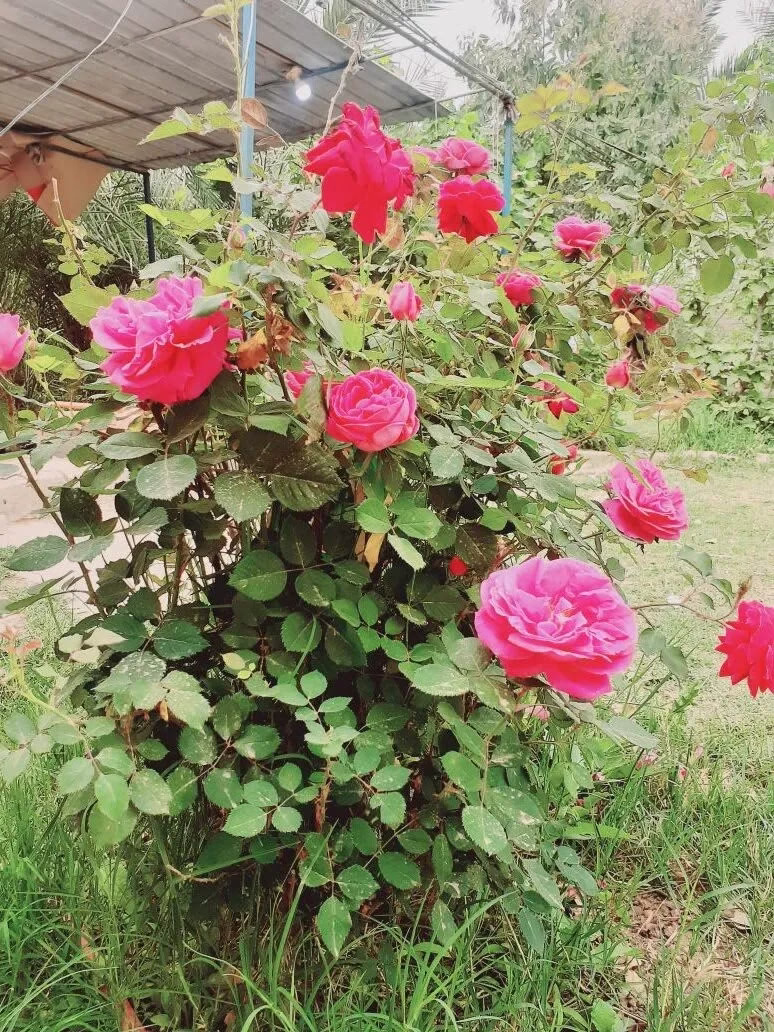 ✨🦋* عزيز النفس ❤️
* ليس إنسانا ٠٠
* معق..دا أو صع..با٠٠
* أو حساسا "أكثر من اللزوم"٠٠
* بل هو شخص يقدر نفسه٠٠❤️
* ولا يتنازل عن جزء بسيط من كرامته٠٠👌
✨🦋* مخطئ من يعتقد أن :
* "عزة النفس" هي الغرور والتكبر٠٠
* بل هي الارتقاء بالنفس عن كل ما يقلل منها٠٠
* فلا تسقني ماء الحياة بـذلة٠٠👉
* بل اسقنـي بالعزّ كـأس الحنظل. (التفاح الم.ر)
✨#رحيق ✨