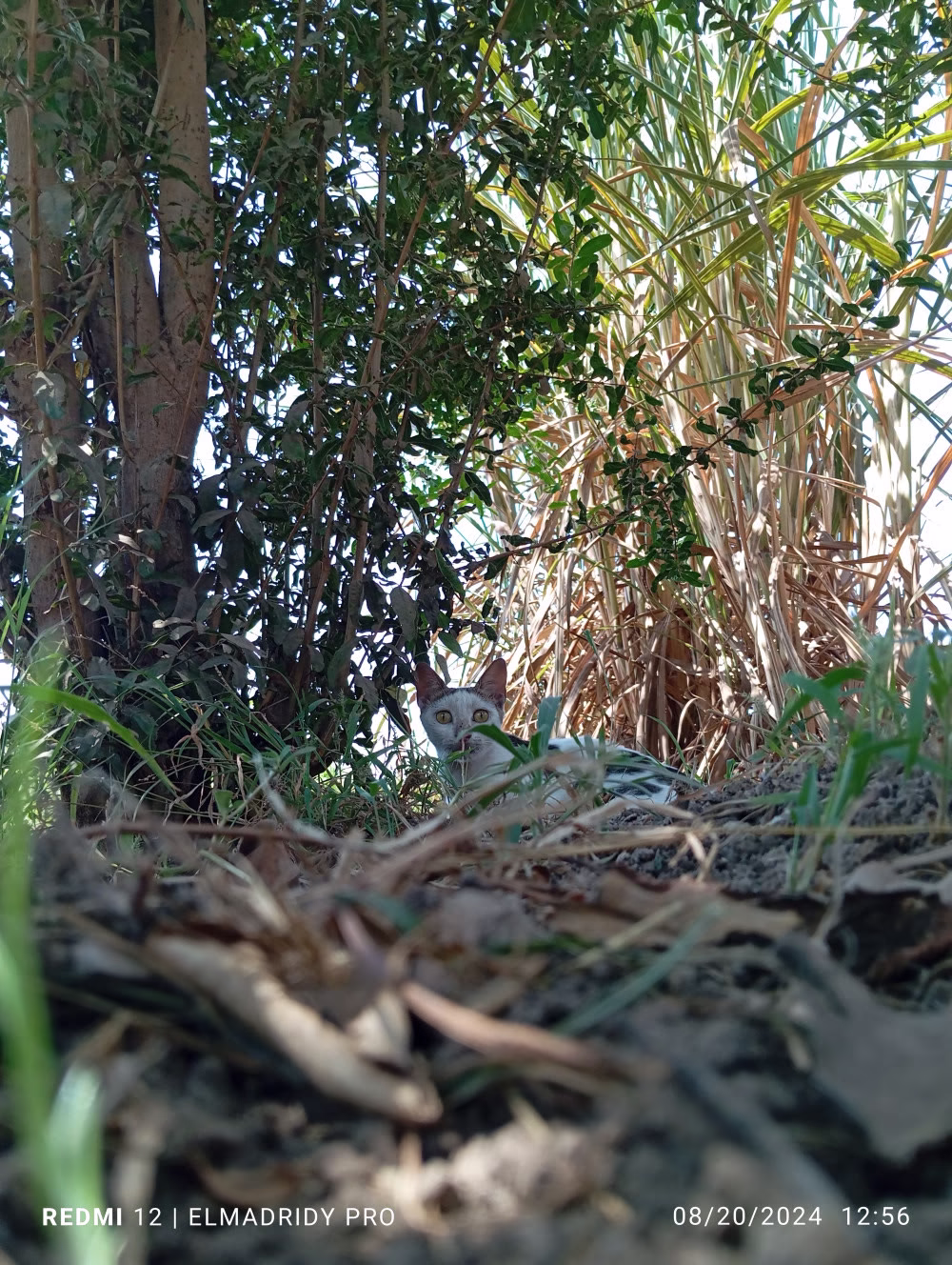 In Nature😺✨