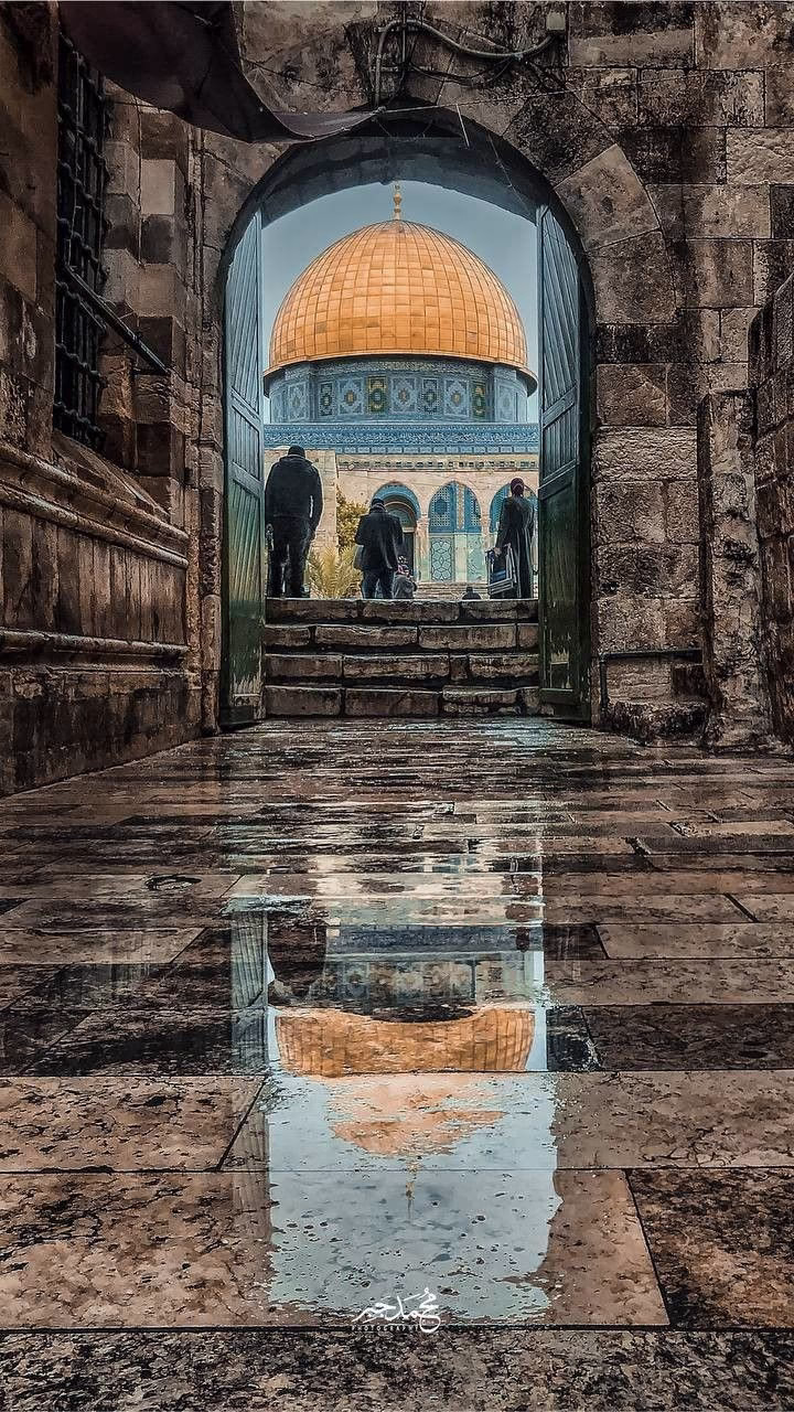 🇵🇸💚