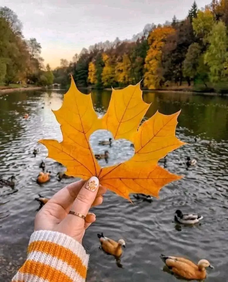 يقال إن عشاق فصل الخريف….
هم الأكثر رقه وأصحاب الخيال الواسع…
اين انتم عشاق الخريف….🍁🍂
ا🍂🍁🍂🍁🍂🍁