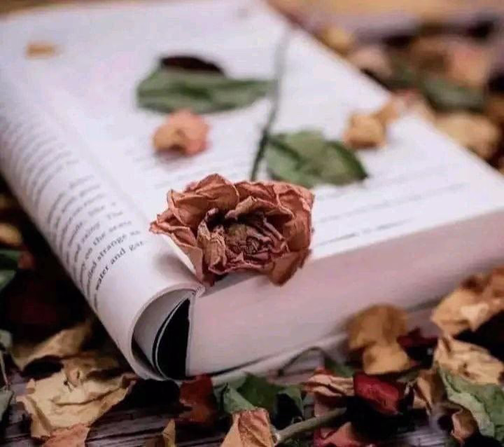 « كلنا كالكتب ..
..نحمل بدواخلنا ....
حكايات...وأحاسيس مبعثره ....
وأفكار ... وتجارب حياة ....
ويأتي أحدهم ليحكم عليك من غلافك
دون أن يكلَّف نفسه .... 
عناء قراءة صفحاتك ....
ولو أنَّه بدأَ فقط قراءة
سطر واحد منها ....
لرُبَّما شدَّته نفحاتك ....
وتاه بين حروفك ....
وأسرته كلماتك💜💖