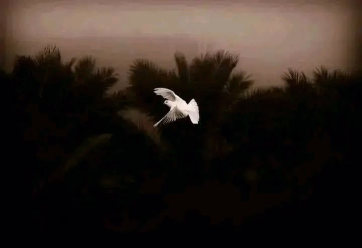 ‏أسِيرُ ولَسْتُ أعلَمُ أينَ أمْضِي
غَريبُ الدَّارِ قَد ضَيَّعتُ بَعضِي..')!