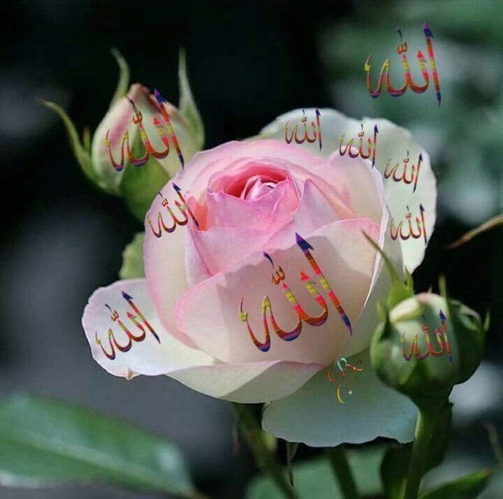 ‏يارب ارزقني تسهيلك للأشياءِ التي لا اعرفُ كيف أطلُبُها منك، اللهُّمَ الخيرة في كُلِ شيء.