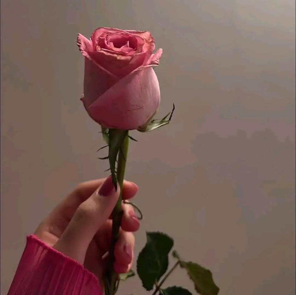 ربما ليس الآن ربما ليس غدًا ، ولكن بالتأكيد يومًا ما ستحظى بلحظات طمأنينة ويدٍ غير مرتجفة وقلب دافئ.. 🩷✨