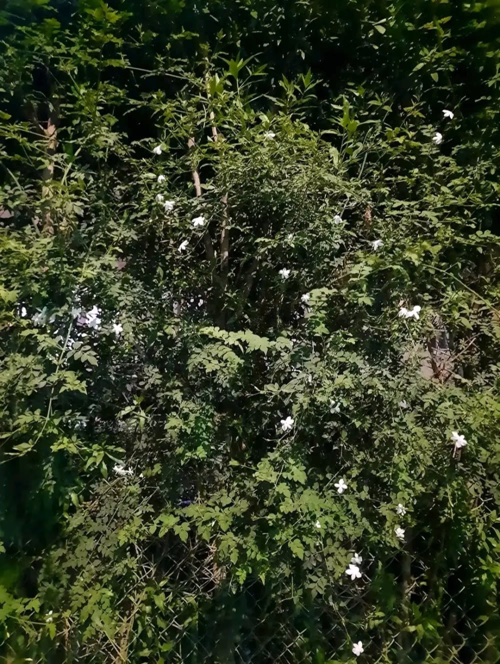 وعندما لا يبقى مني سوى الذكرى تذكروا الياسمين ، فروحِي وروح الحبيبة هناء فيه🌿🤍