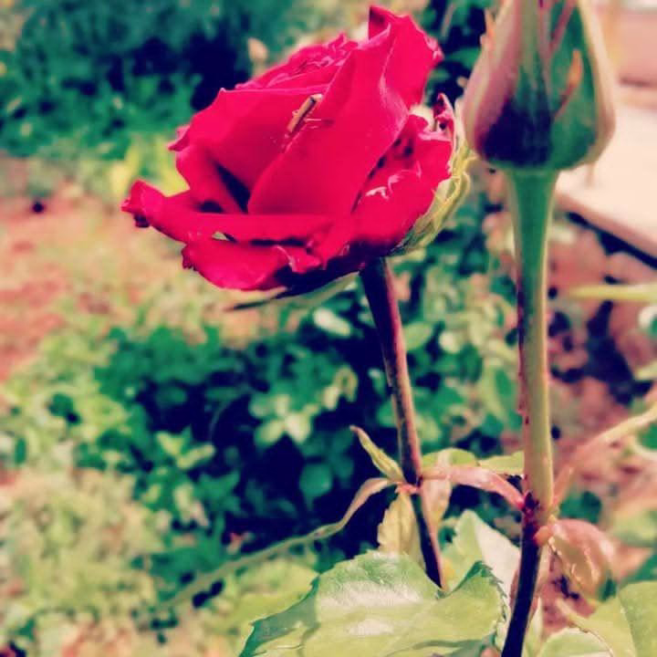 اللهم ياجبّار السماوات والأرض أجبر خواطرنا،وأسعد قلوبنا، وتولّ أمورنا، وطمئن أرواحنا، وأرزقنا القناعة والرضا لڪل قضاء وقدر، يارب الخيرة في ڪل أمر، وفي ڪل اختيار 🤲♥️ يسر لنا امورنا واسترنا فوق الارض وتحت الارض ويوم العرض عليك 💙