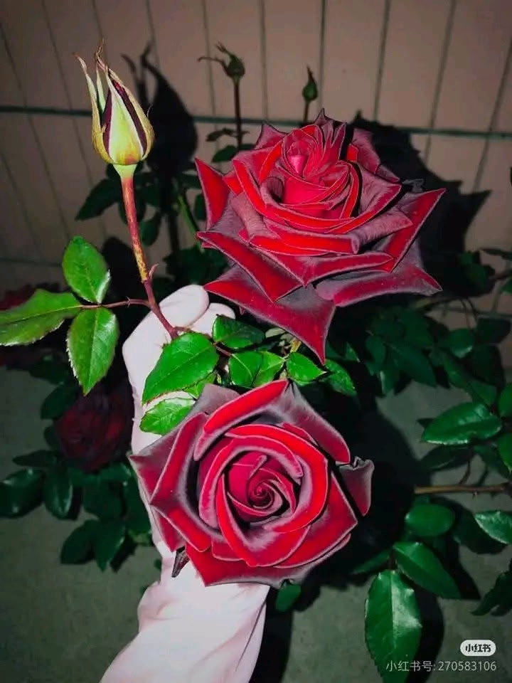 "  الورد الأحمر يخطف قلبي  ⁦♡⁠⁠"
𝑹𝒆𝒅 𝒇𝒍𝒐𝒘𝒆𝒓𝒔 𝒘𝒊𝒏𝒔 𝒎𝒚 𝒉𝒆𝒂𝒓𝒕." 🥀♥️