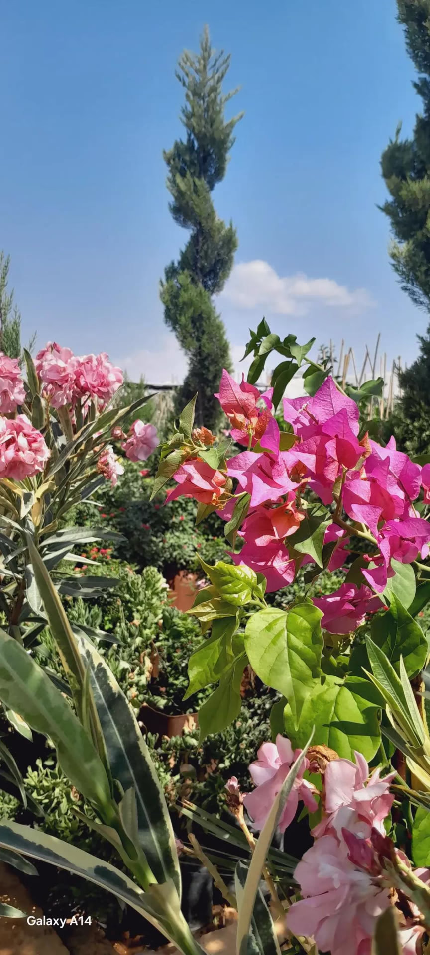 *‏أتمنّى أن يكُونَ*
*حظي فِى الحياة جميلاً وحنوناً*
*مثلَ قلبي*
*ألّا أتعثر بالخيبات*
*ألّا أفقد عزيزاً*
*وأن تغمُرني بلُطفك دائماً يا اللّه🩷🎀|•*