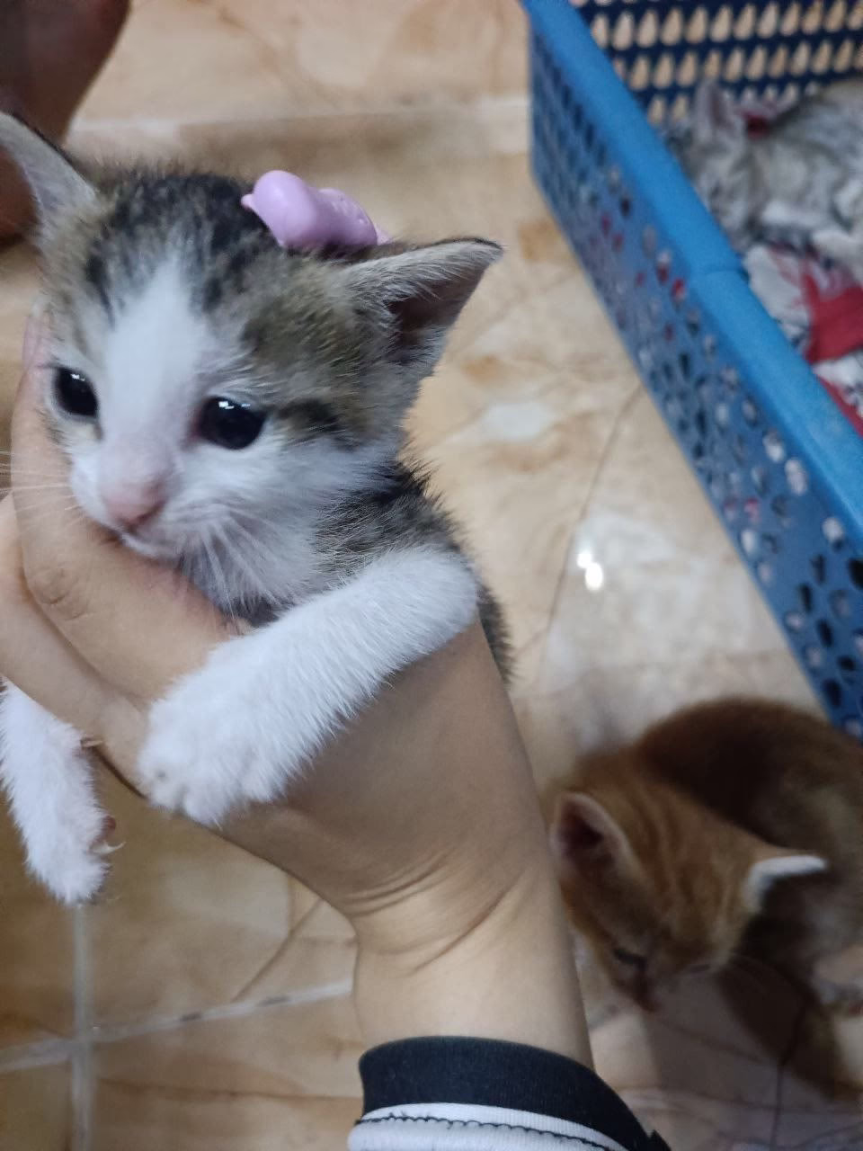 هاي ساندي